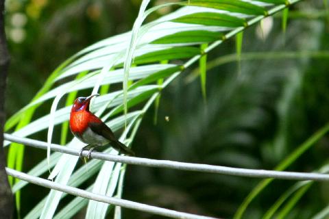 Birds in Goa - Download Goa Photos